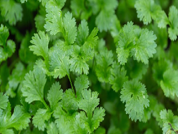 cilantro Gaia